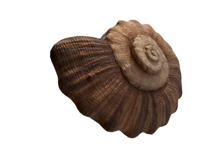 Photorealistic lowpoly shell  Low-poly 3D model