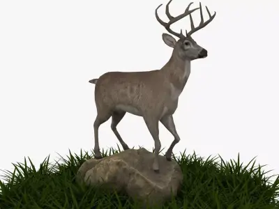 white tailed deer 3D model