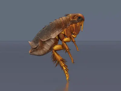 Home Flea 3D model