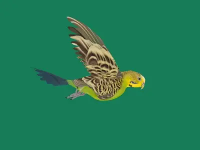 Budgerigar Parakeet Parrot Bird Low-poly 3D model