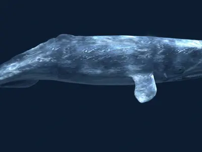 Sperm Whale 3D model