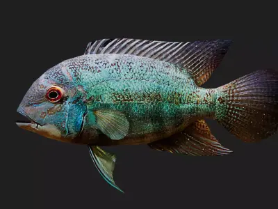 Parrotcichlid Low-poly 3D model