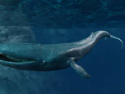 Blue Whale  Animated  Low-poly 3D model