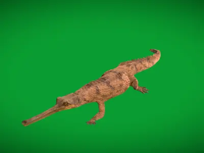 Gharial Gavial Crocodile Low-poly 3D model