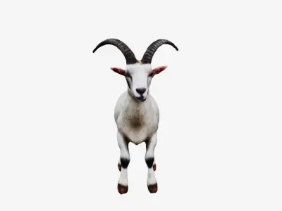 White Goat 3D model