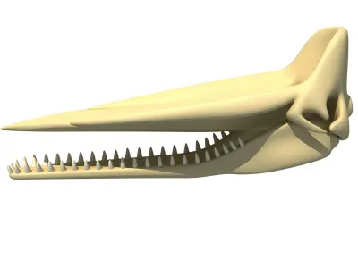 Sperm Whale Skull 3D model