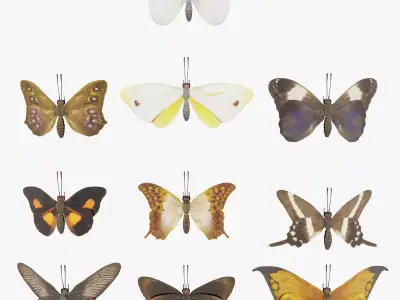 Butterfly Collection PBR Rigged Animated 3D model