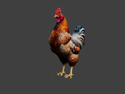 Chicken Animal Low-poly 3D model