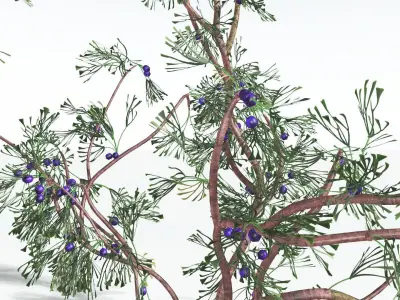 EVERYPlant Baiera 4 --14 Models-- 3D model