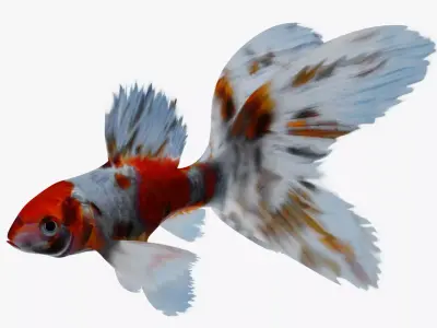 Sarasa Comet goldfish Low-poly 3D model