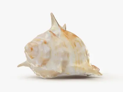 Murex Carbonnieri 3D model