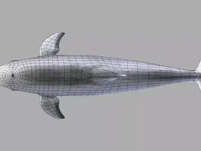 Bottlenose Dolphin 3D Model Version 2 00 Free low-poly 3D model