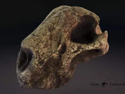 3D Cheetah Skull Model Free low-poly 3D model