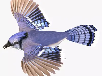 Bluejay jay in flight 3D model