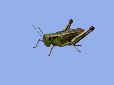 Grasshopper Low-poly 3D model