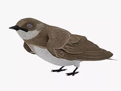 Detailed 3D Model of a Bank Swallow bird Low-poly 3D model