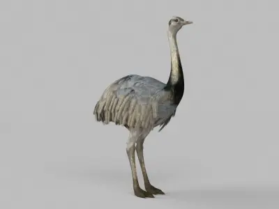 3D model Emu Bird 3D model