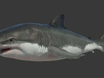Great Shark White Rigged 3D model