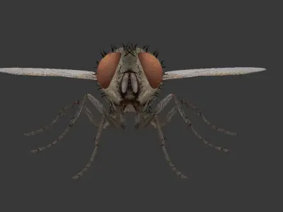 fly  housefly Low-poly 3D model