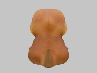  3D model of a T-Rex Kid Low-poly 3D model