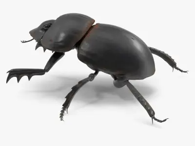 Mud Beetle Dirty Rigged for Maya 3D model