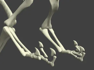 Dinosaur Skeleton Free 3D model