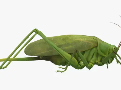 4K Katydid Low-poly 3D model