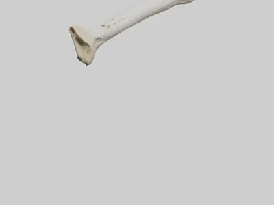 Giraffe Femur Low-poly 3D model