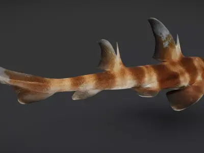 Realistic Bullhead Shark Animated 3D model