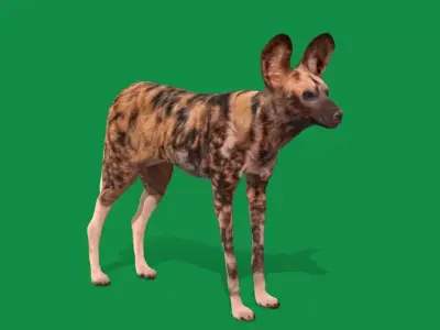 African Wild Dog Free low-poly 3D model