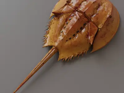 Horseshoe Crab Red Low-poly 3D model