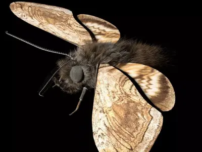 Moth insect Low-poly 3D model