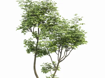 Carpinus Betulus and Hazel leave Free 3D model