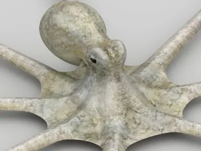 Octopus Devilfish Low-poly 3D model