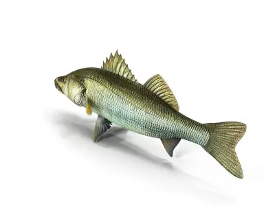 Zander bass fish Low-poly 3D model