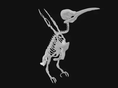 Hummingbird skeleton 3D model