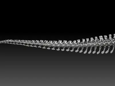 Dinosaur Tarbosaurus Bataar Tail Set 3D model