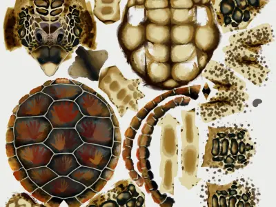 Turtle Nightmare Fuel Free low-poly 3D model