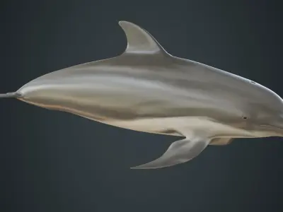 Dolphin 1B Low-poly 3D model