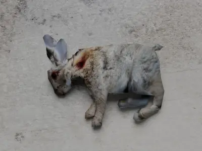 Dead rabbit Low-poly 3D model