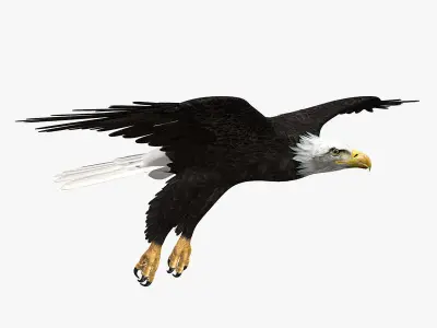 American Bald Eagle ANIMATED 3D model