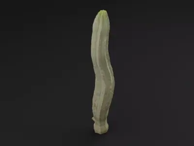 Cactus Plant Low-poly 3D model