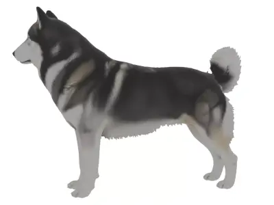 Alaskan Malamute Dog Low-poly 3D model