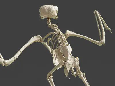 Realistic Owl Skeleton 3D model