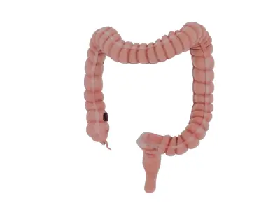 colon 3D model