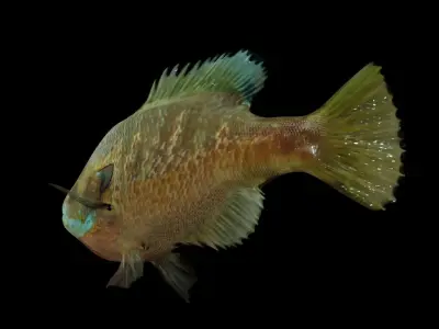 Bluegill Sunfish Low-poly 3D model