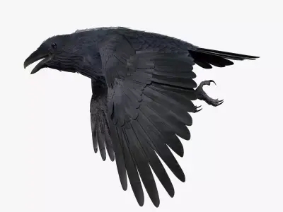CROW - BLENDER Low-poly 3D model