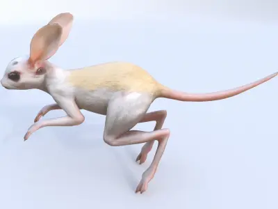 Jerboa 3D model