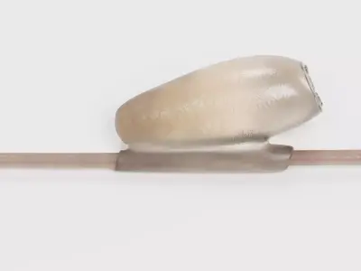 -Head Louse Nit- 3D model