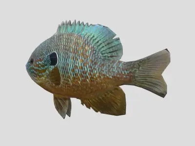 Redear Sunfish Realistic Animated Low-poly 3D model